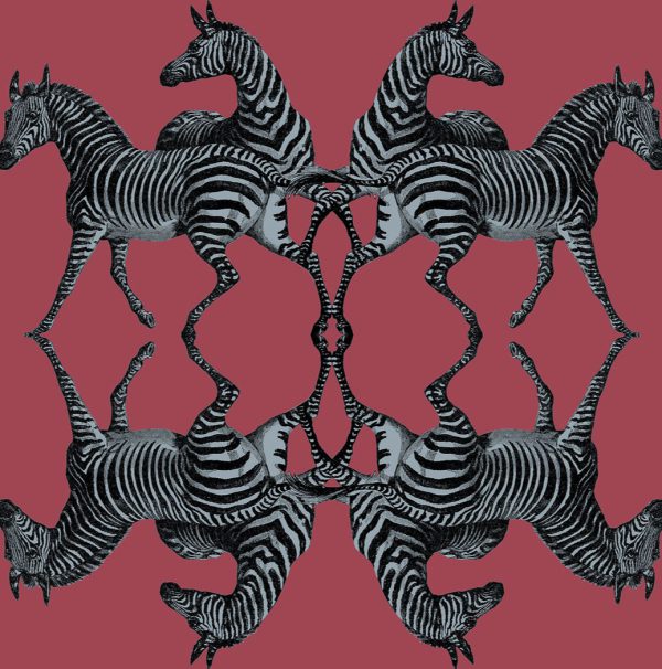 Zebra – Image 7