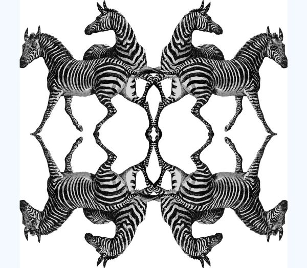 Zebra – Image 5