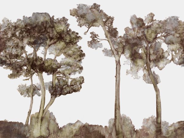 Canopy - Image 2