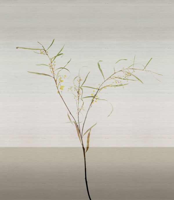 Acacia – Image 9