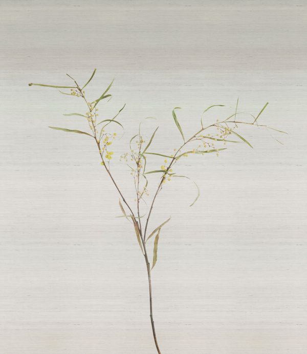 Acacia – Image 6