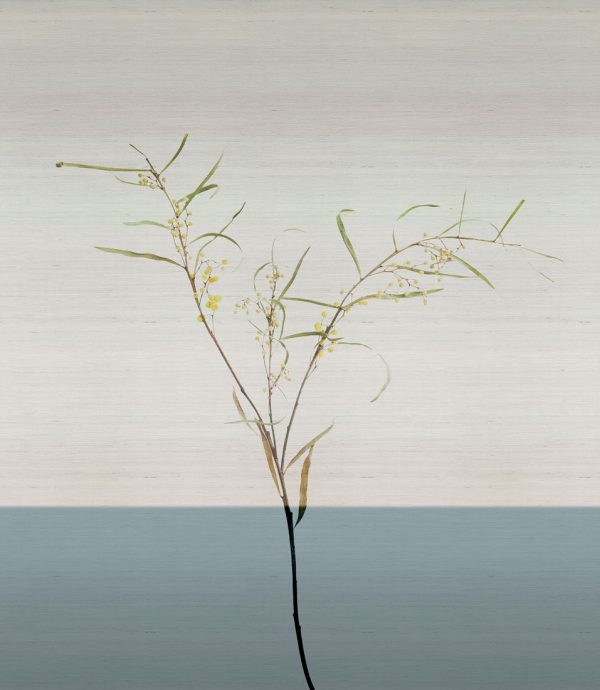 Acacia – Image 8