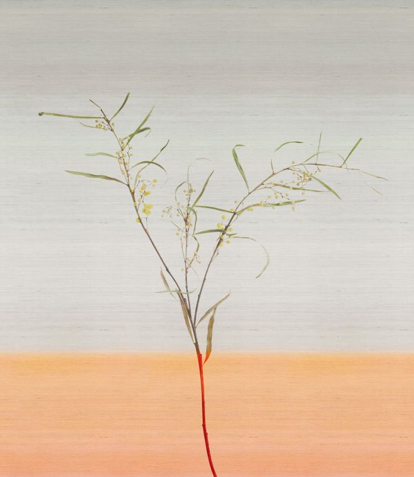 Acacia – Image 7