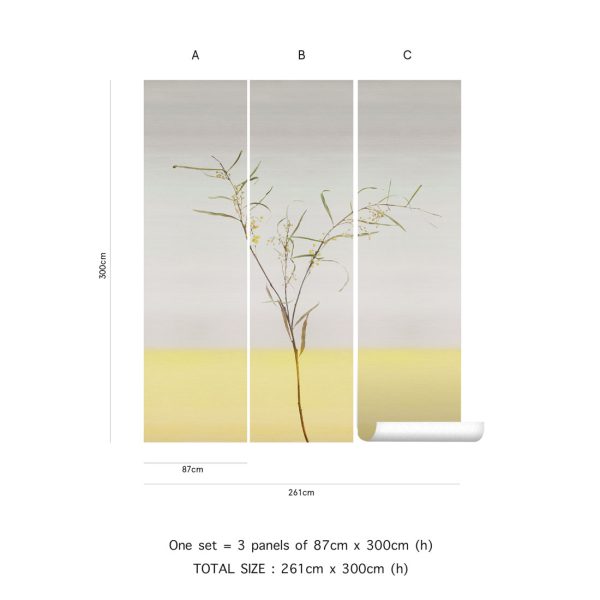 Acacia – Image 3
