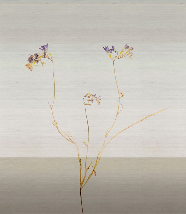 Freesia – Image 8