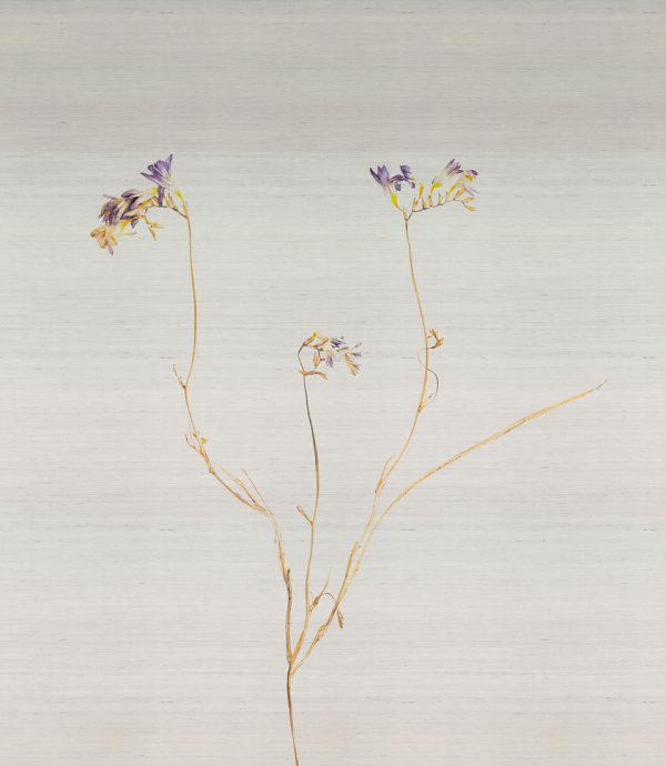 Freesia – Image 7