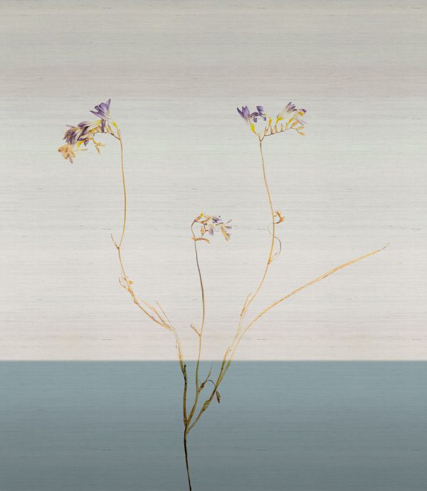 Freesia – Image 9