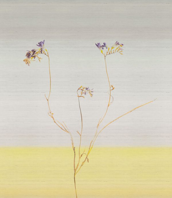 Freesia – Image 4