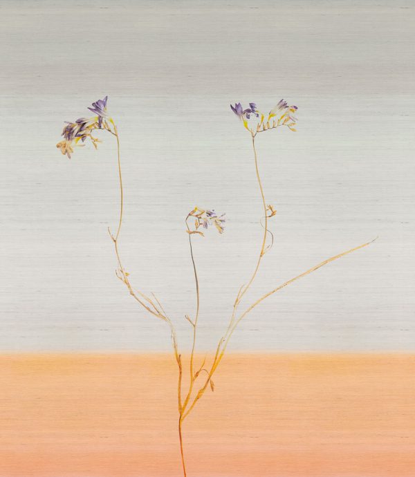 Freesia – Image 2