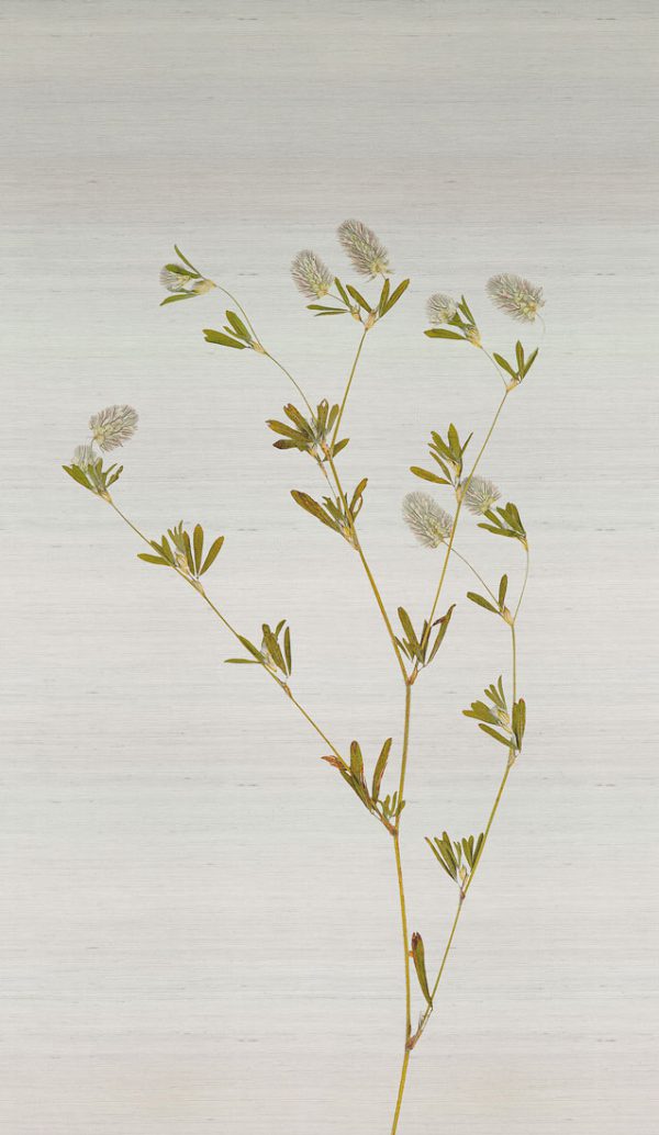 Pampa – Image 7
