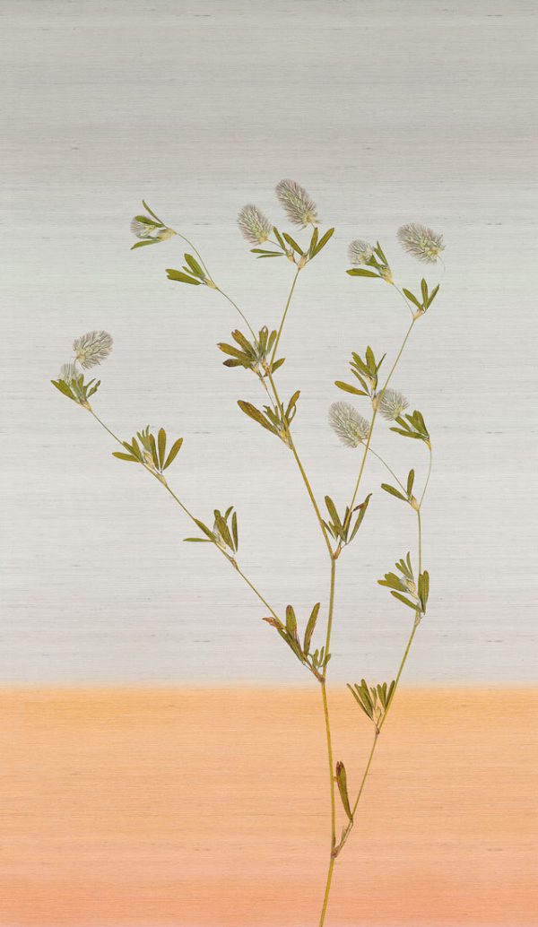 Pampa – Image 4