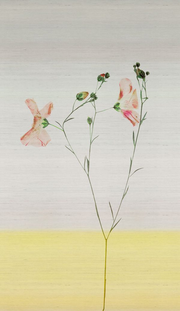 Robin – Image 4